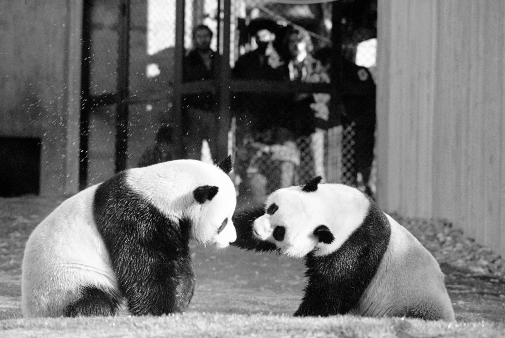 Farewell Nears for D.C.'s Beloved Pandas as They Return to China