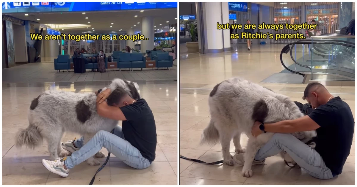 A Tear-Jerking Reunion, Great Pyrenees Dog Embraces Pet Dad After a Year Apart