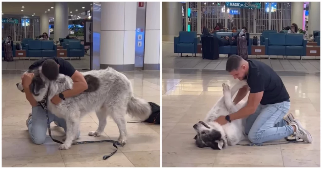 A Tear-Jerking Reunion, Great Pyrenees Dog Embraces Pet Dad After a Year Apart