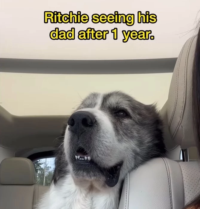 great-pyrenees-dog-hugs-dad-after-a-year-dog