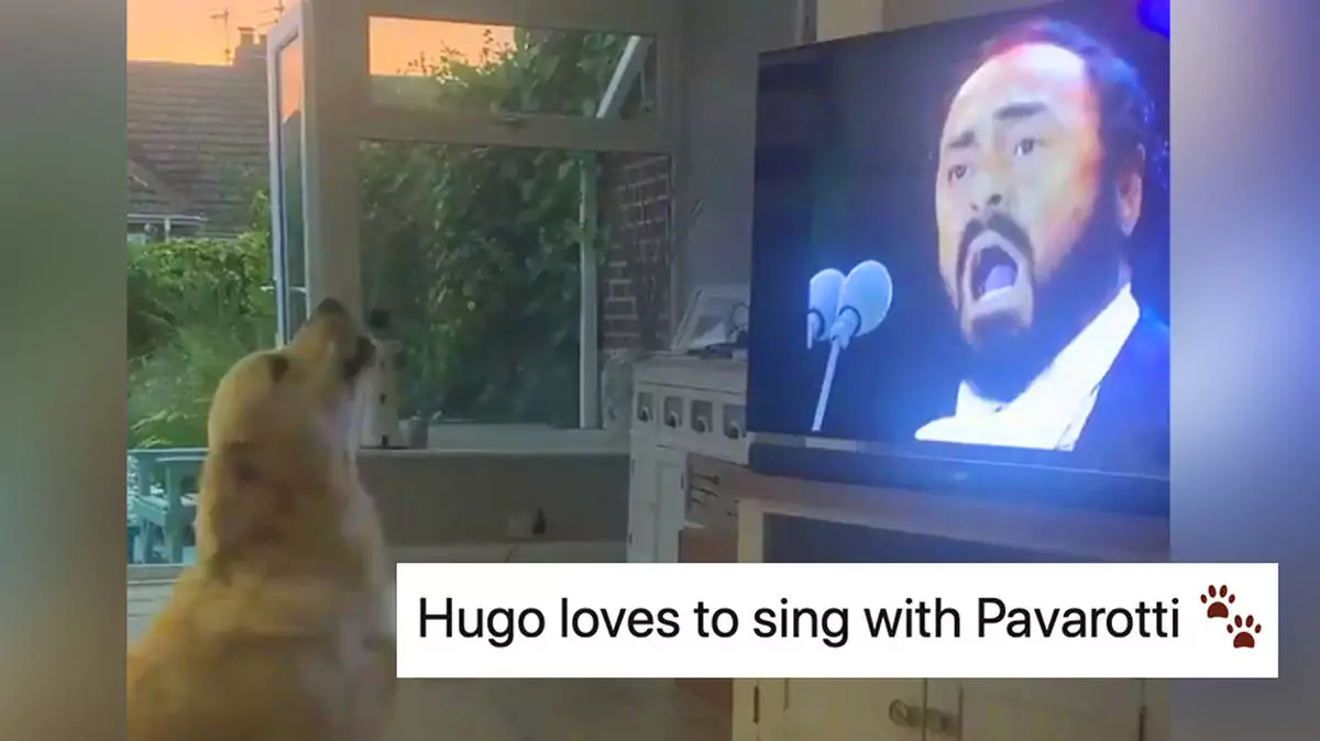 Hugo the Golden Retriever Rushes Inside To Sing Along With Pavarotti