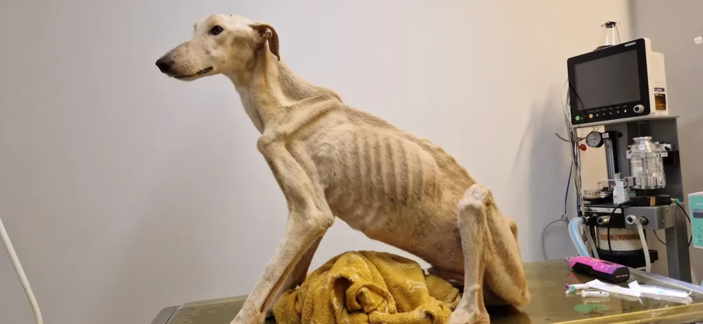  The Miraculous Journey of Valentin the Starved Dog