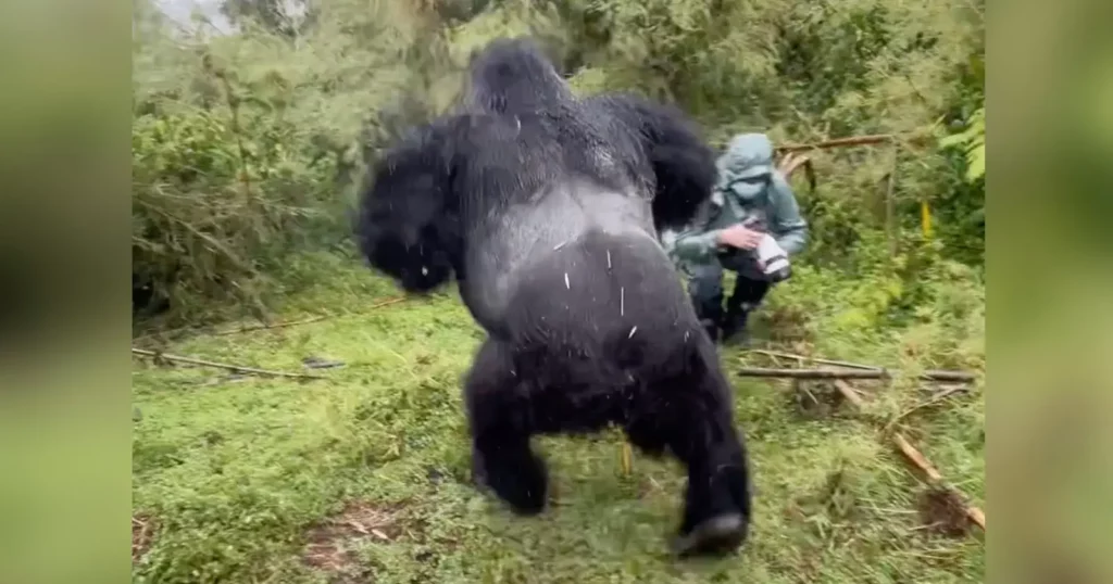 Gorilla’s Powerful Chest-Pounding