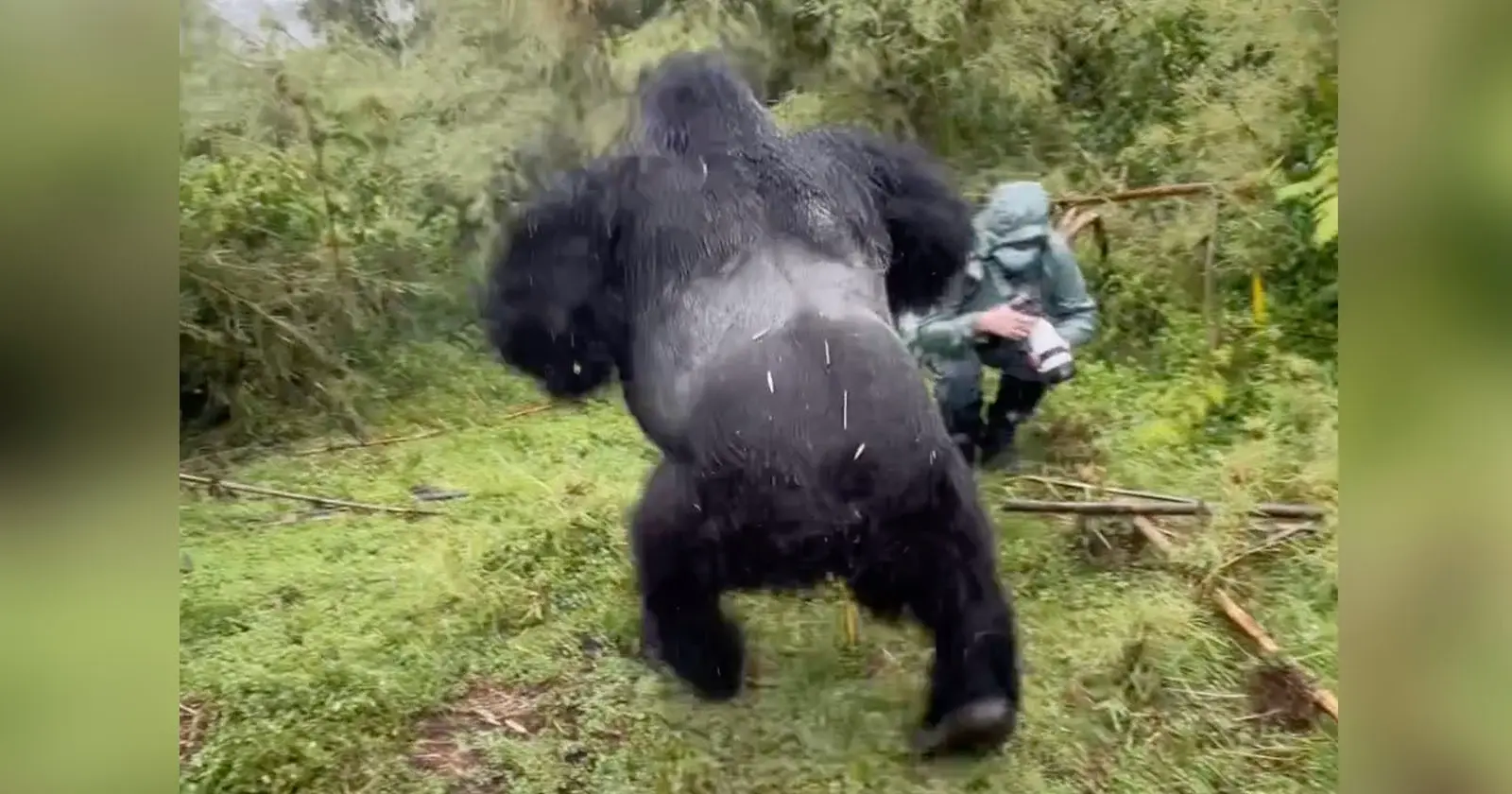 Silverback Gorilla’s Powerful Chest-Pounding Display Before the Watchful Eye of a Wildlife Photographer
