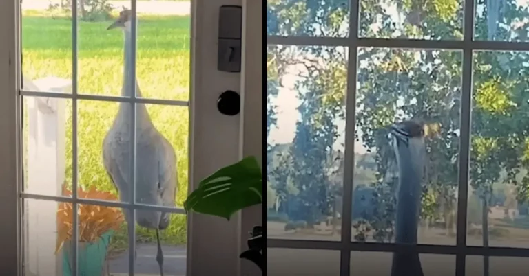 Every Morning, Sandhill Crane Pays a Visit to the Woman’s Door