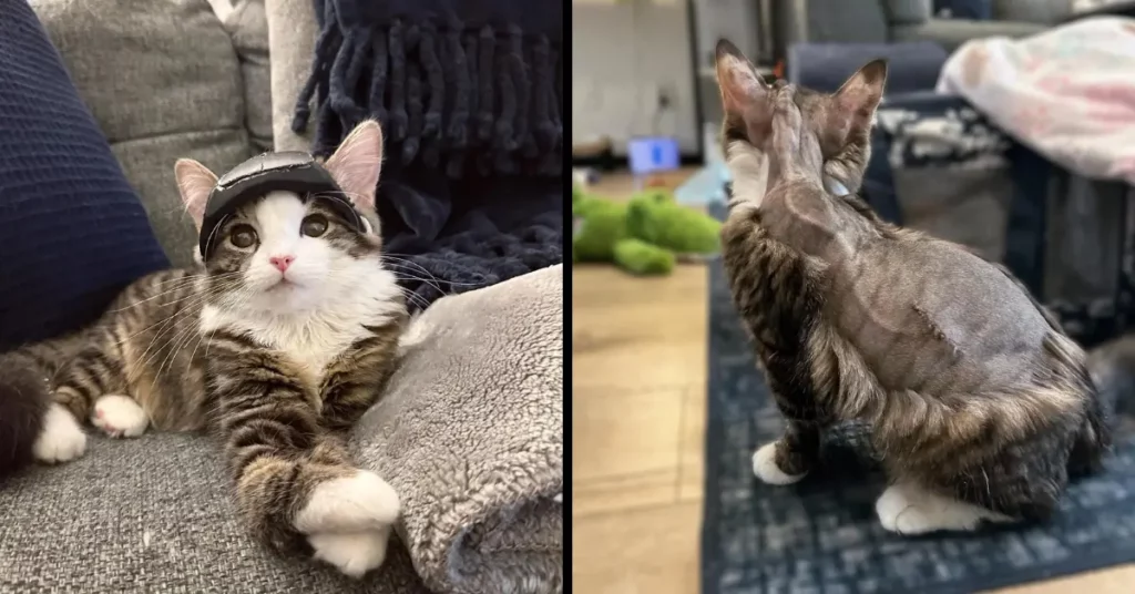 The Brave Cat Overcomes Brain Surgery for a Bright Future