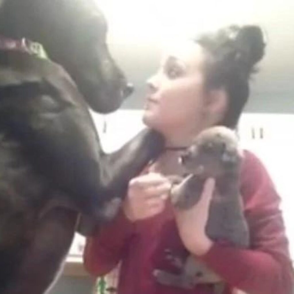 The Hilarious 'Jealousy Rant' of a Great Dane Warms Hearts as Mom Welcomes a New Puppy