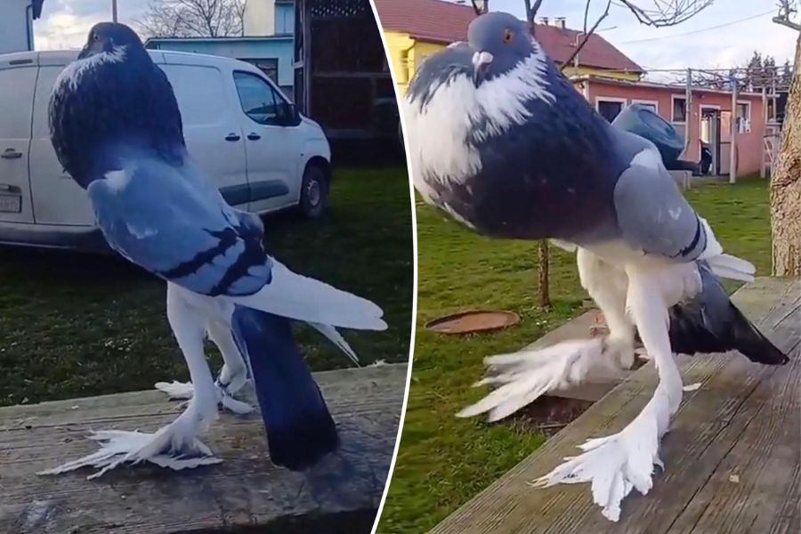 This English Pouter Pigeon Stuns the World with Giant Feet And Swollen Neck
