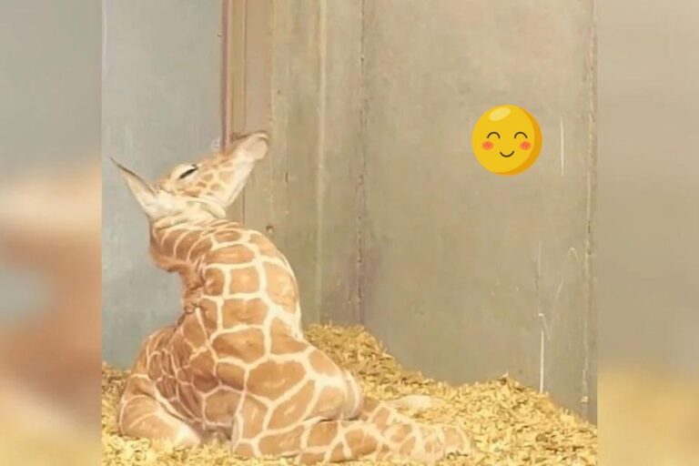 Adorable Newborn Giraffe's Quest With Neck for a Good Night's Sleep