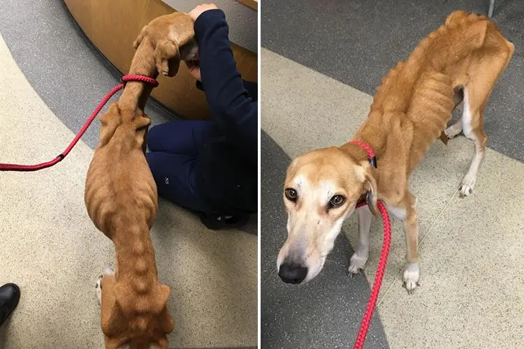 The Miraculous Journey of Valentin the Starved Dog