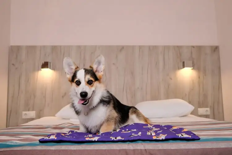 Pet-Friendly Hotel Will Pay Your Pup $10K To Be Its “Dog Ambassador”