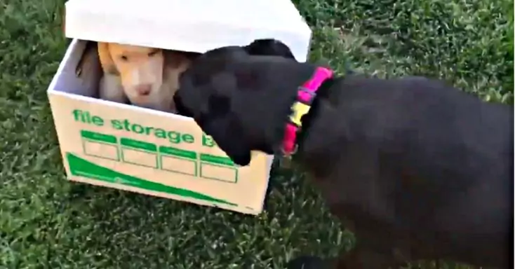 Dog's Epic Reaction to Meeting New Puppy Video