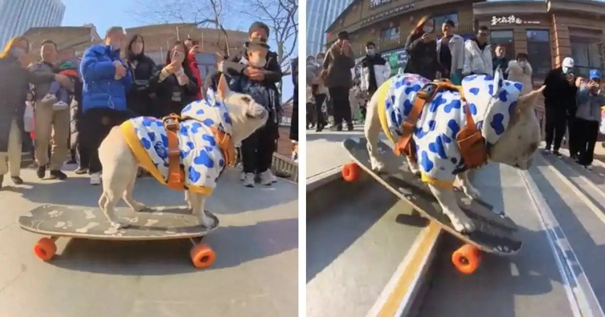 This French Bulldog Is So Good at Skateboarding He’s Being Called “Tony Dawg”