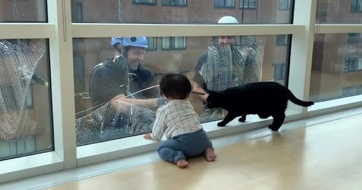 Heartwarming Bond: Toddler and Cat Stop Everything to Watch Window Washers Every Time