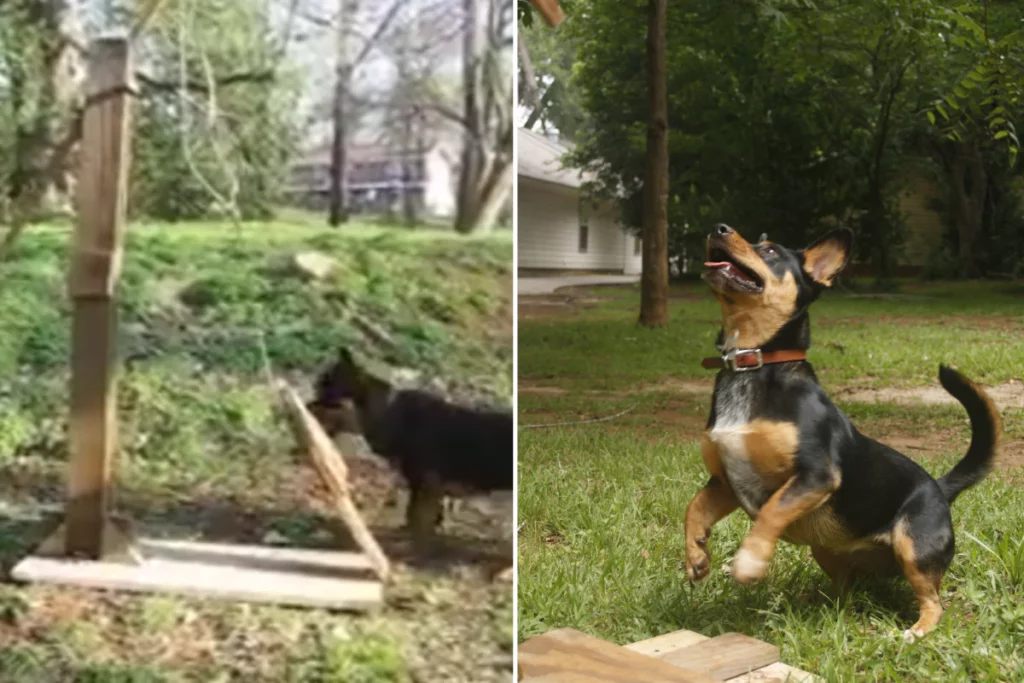 Ingenious Pet Parent Crafts a Tennis Ball Catapult for Non-Stop Fetch Fun