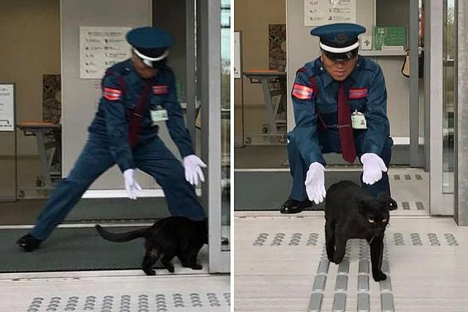 Endearing Rivalry: Museum Guard and Local Cats’ Daily Encounter