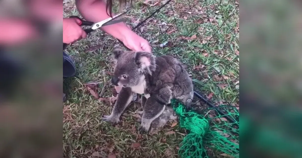 Grateful Koala Expresses Thanks to Rescuer After Fence Rescue