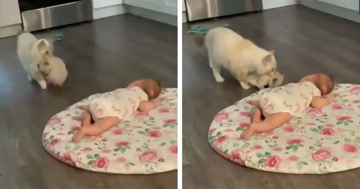 Mother Cat Heartwarming Introduction of Her Kitten to a Human Baby