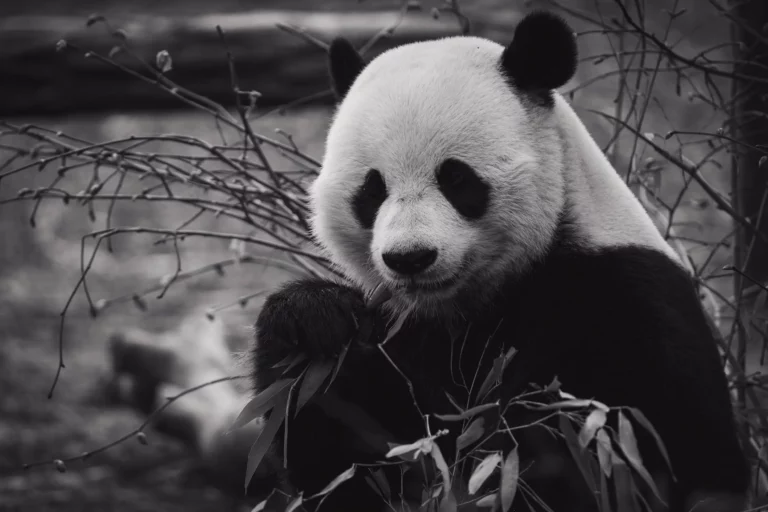 Washington Zoo Says Goodbye to Its Giant Pandas