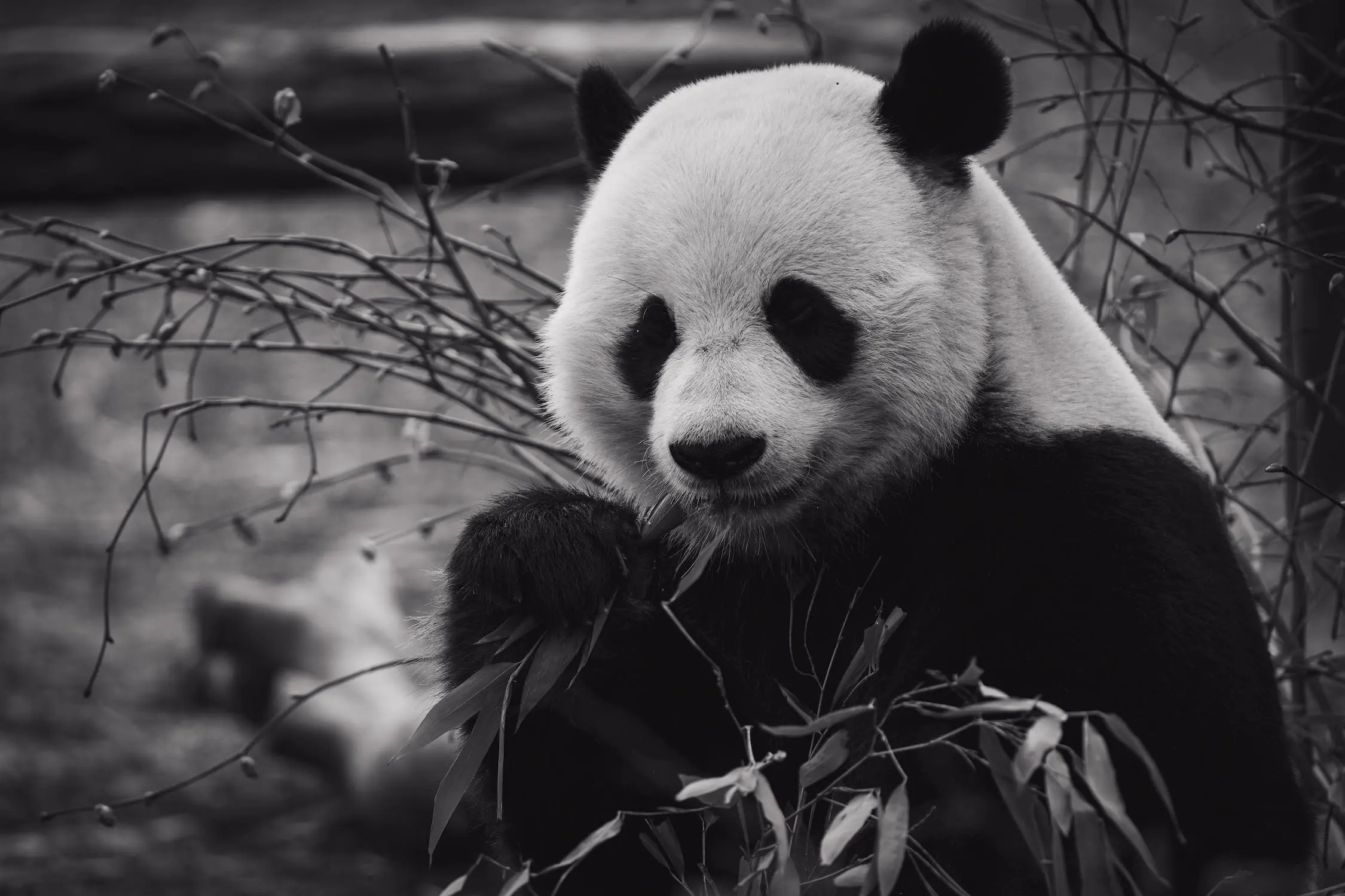 Farewell Nears for D.C.’s Beloved Pandas as They Return to China