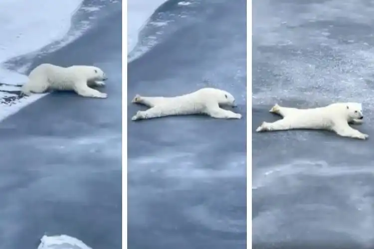 Polar Bear Crossing thin Ice