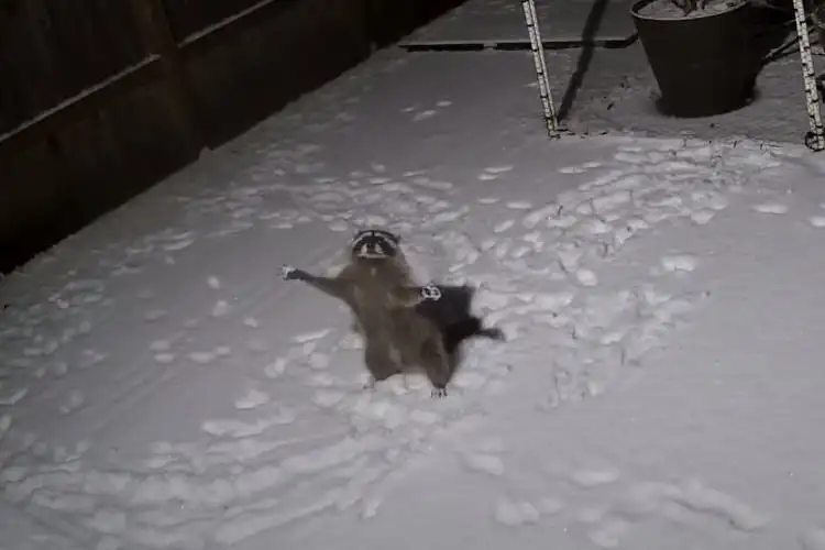 Raccoon's Playful Attempt to Catch Snow Caught on Security Camera