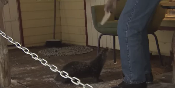 Senior Man Daily Waits for His Adorable Buddy by the Water