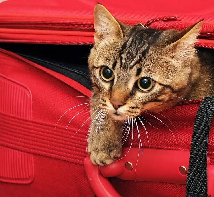 A Purr-fect Tale of a Stowaway Cat Rescued by TSA on Thanksgiving