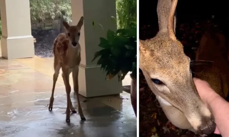 Deer Remembers the Star Years After, Who Rescue Him
