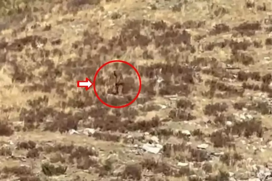 Colorado Bigfoot ‘Spotted’ in Broad Daylight on Camera, We’re Truly Convinced!