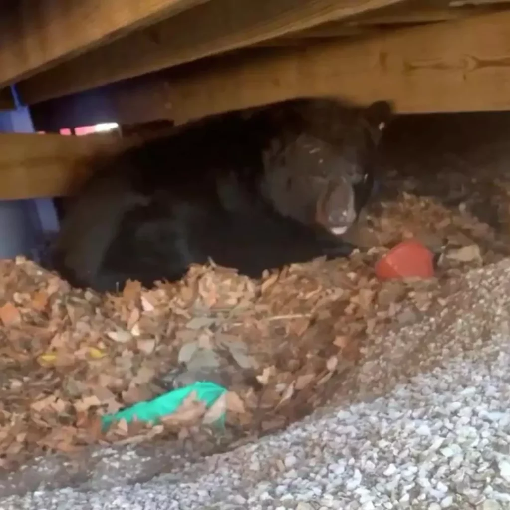 Connecticut Family Discovers Hibernating Bear Under Deck and Chooses to Not Disturb