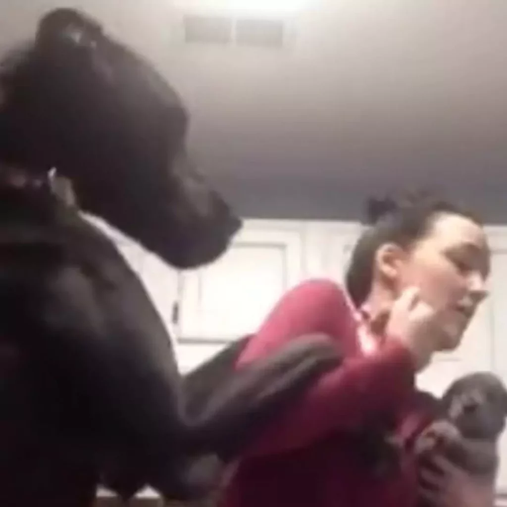 The Hilarious 'Jealousy Rant' of a Great Dane Warms Hearts as Mom Welcomes a New Puppy