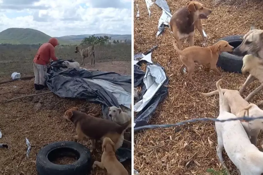 A Local Hero Rescues 27 Dogs and Creates a Pool Oasis for Them