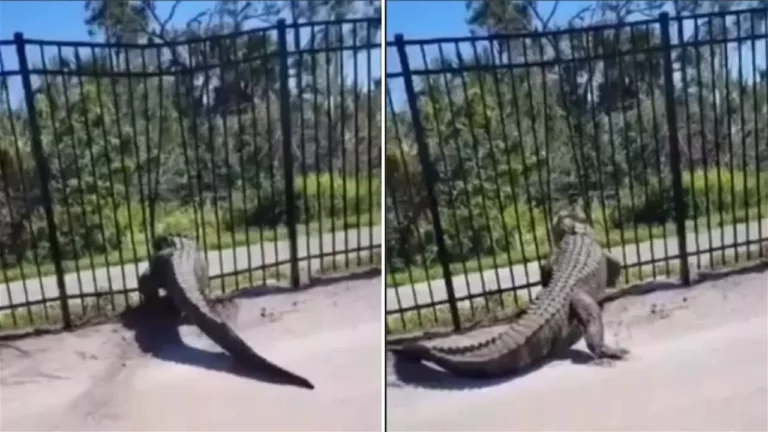 Florida Golf Course Stunned as Enormous Alligator Defies Expectations