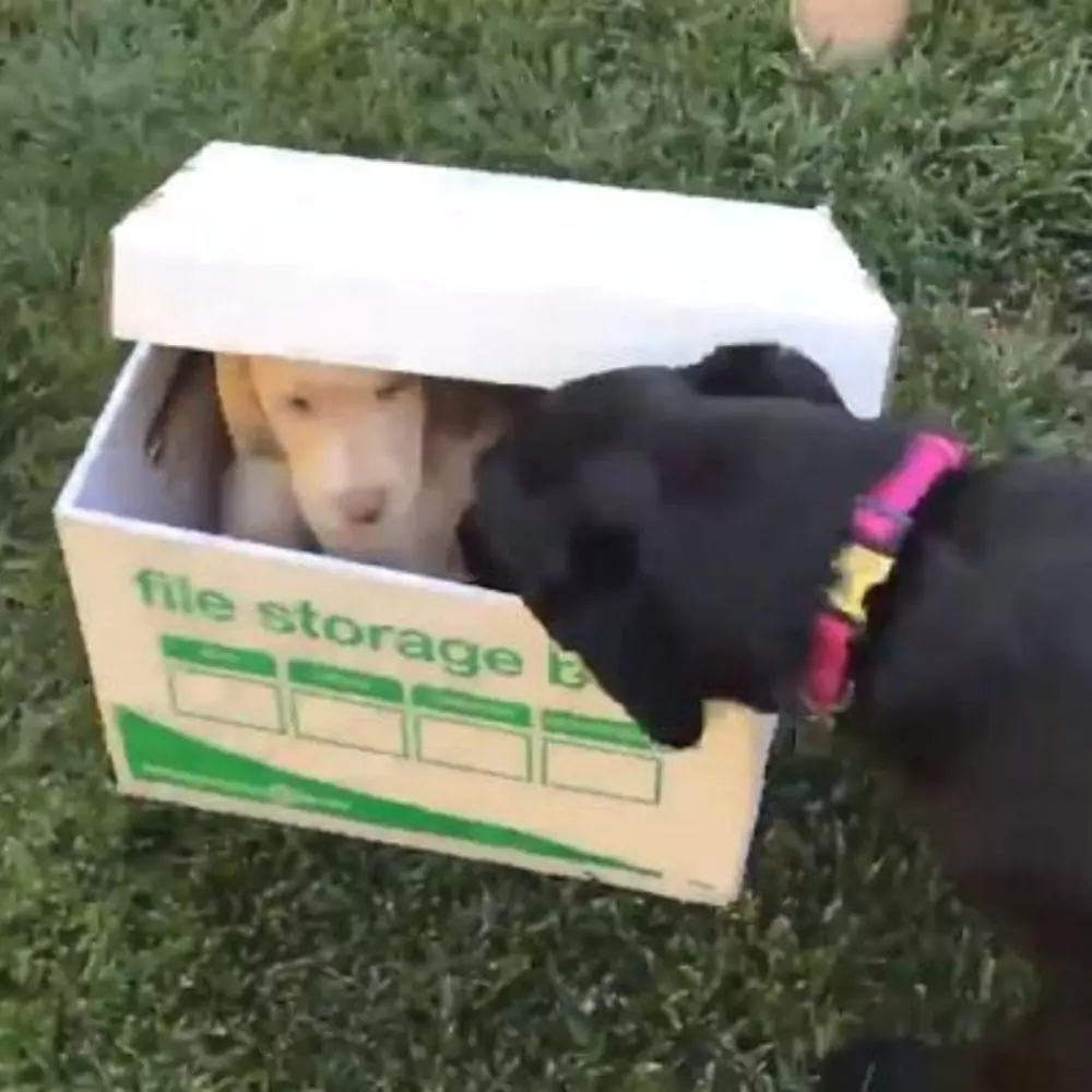 Dog's Epic Reaction to Meeting New Puppy Video