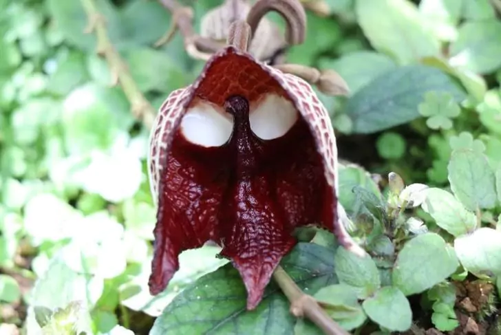 10+ Extraordinary Plants You Won't Believe Exist