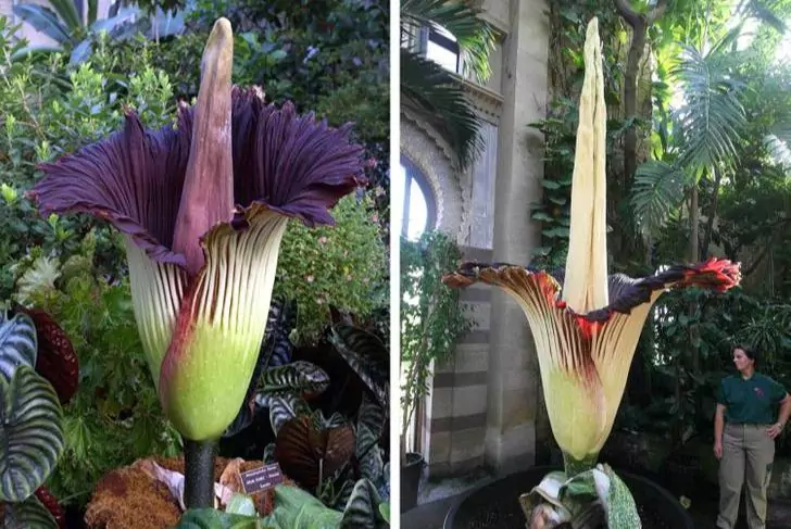 10+ Extraordinary Plants You Won't Believe Exist