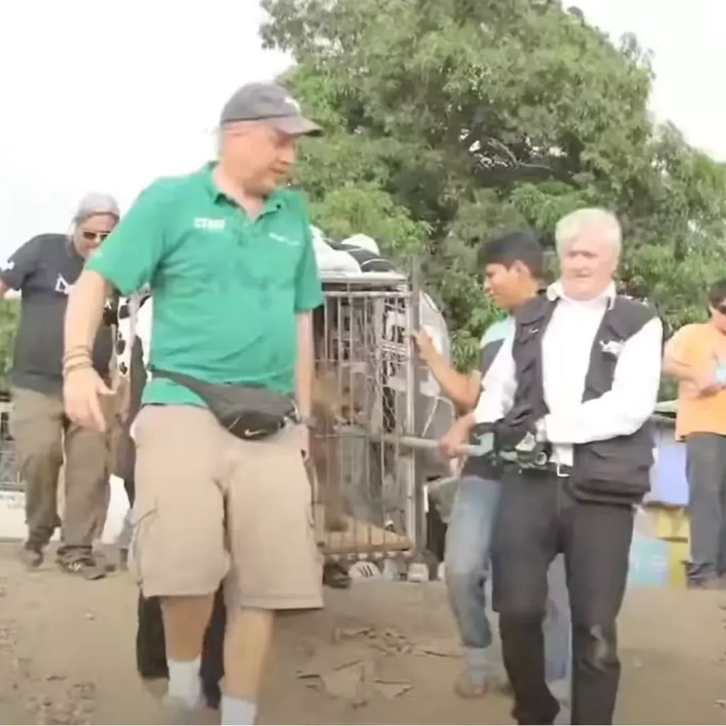 Circus Mountain Lion Mufasa Takes His Majestic 'Freedom Walk' After 20 Years of Captivity