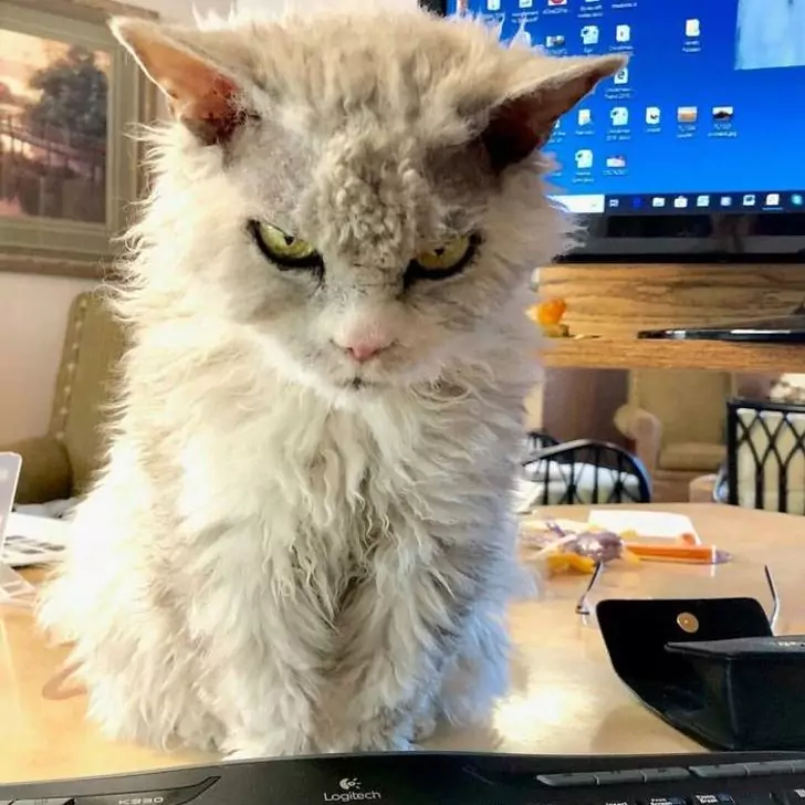10+ Cats With Crumbling Charisma That We Just Can’t Resist