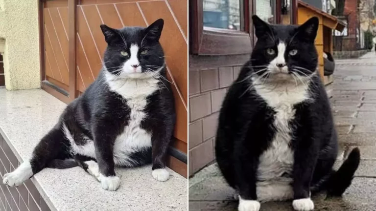 Fat Stray Cat Gacek Becomes Poland’s Hottest Tourist Attraction on Google