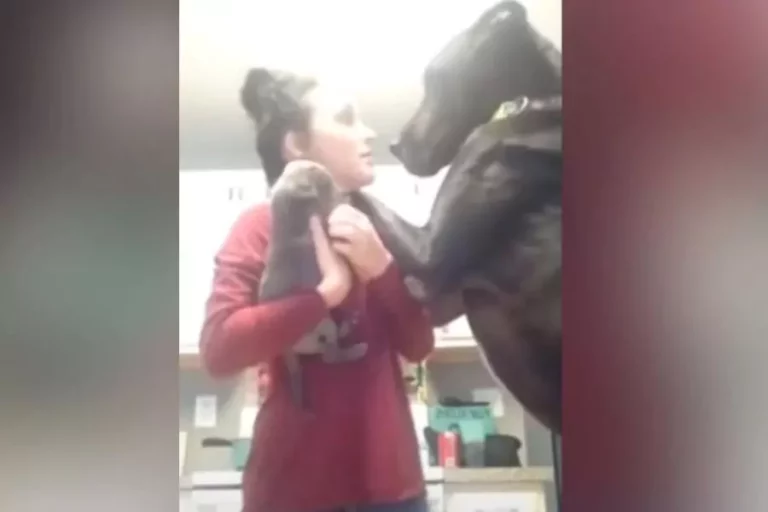 The Hilarious ‘Jealousy Rant’ of a Great Dane Warms Hearts as Mom Welcomes a New Puppy