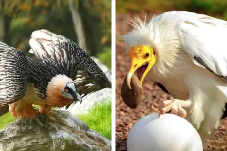 Discover These 3 Extraordinary Vultures You've Never Encountered