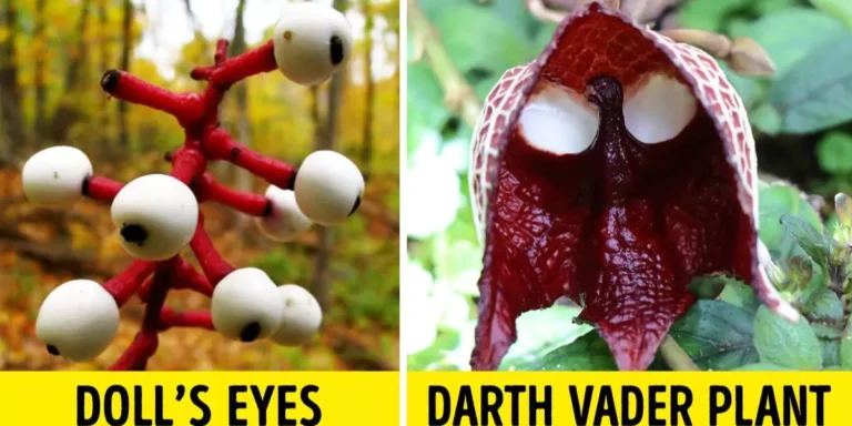 10+ Extraordinary Plants You Won't Believe Exist