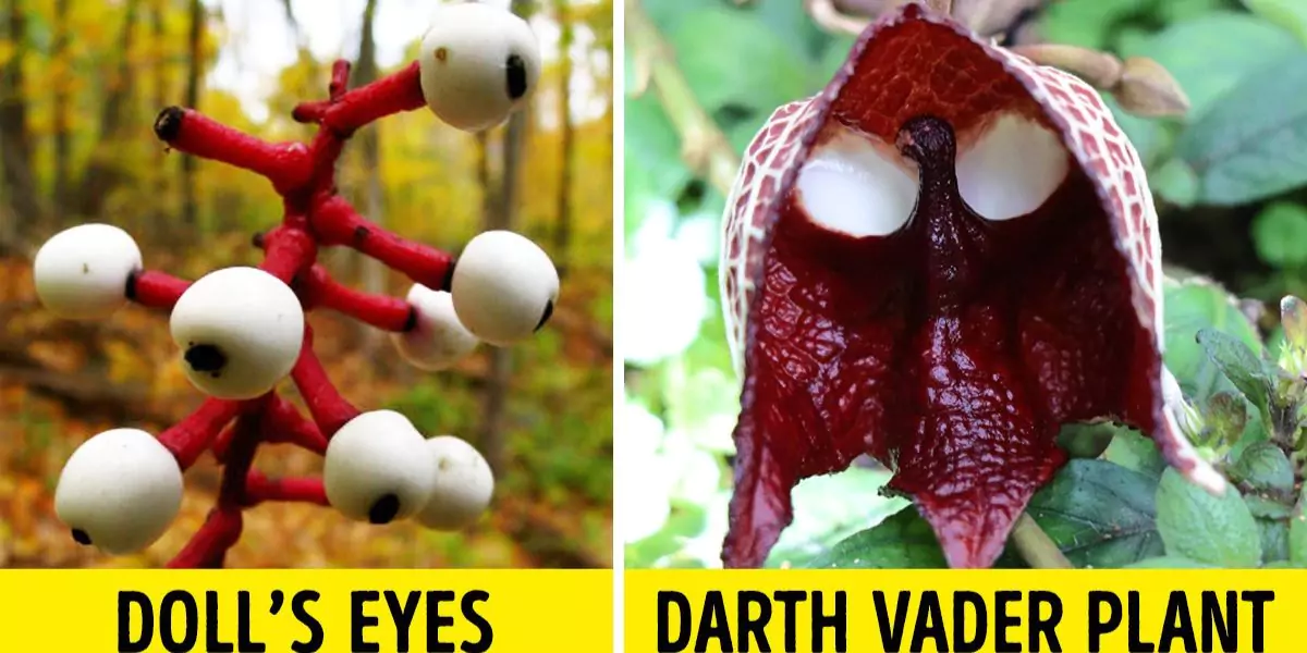 10+ Extraordinary Plants You Won’t Believe Exist