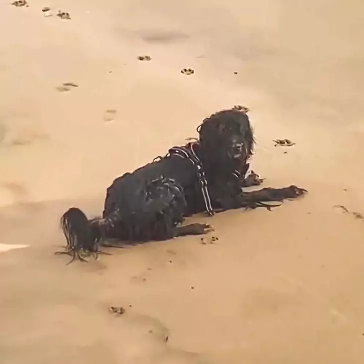 When Sunbathing Takes a Chilling Turn A Man's Encounter with a Terrifying Beach Creature
