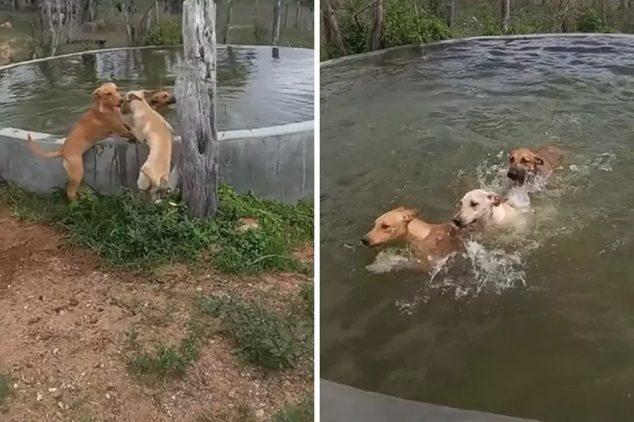 A Local Hero Rescues 27 Dogs and Creates a Pool Oasis for Them