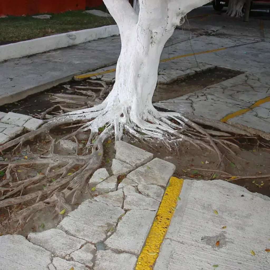 Unlocking the Curious Mystery of Why Trees Are Painted White