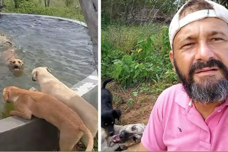A Local Hero Rescues 27 Dogs and Creates a Pool Oasis for Them