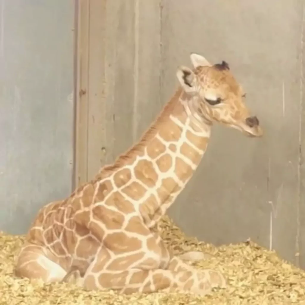 Adorable Newborn Giraffe's Quest With Neck for a Good Night's Sleep