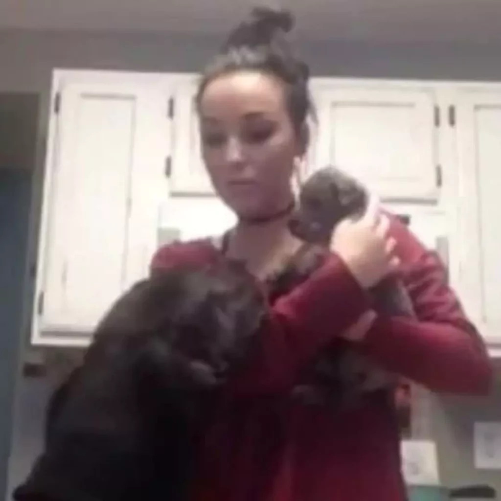 The Hilarious 'Jealousy Rant' of a Great Dane Warms Hearts as Mom Welcomes a New Puppy